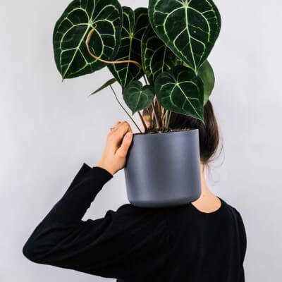 About Plants Store Gallery Img 1
